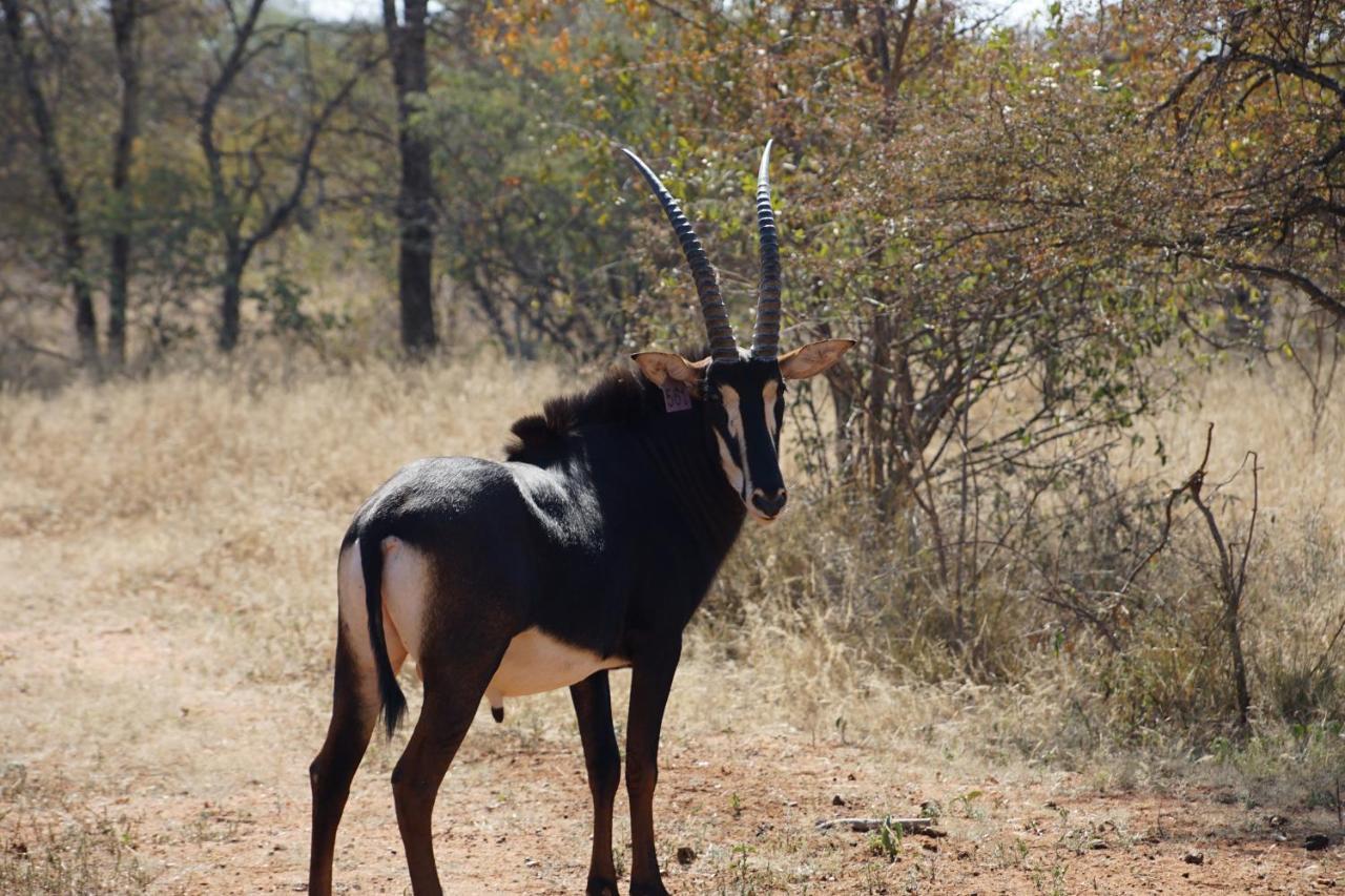 Kwele Game Lodge Beauty Eksteriør bilde