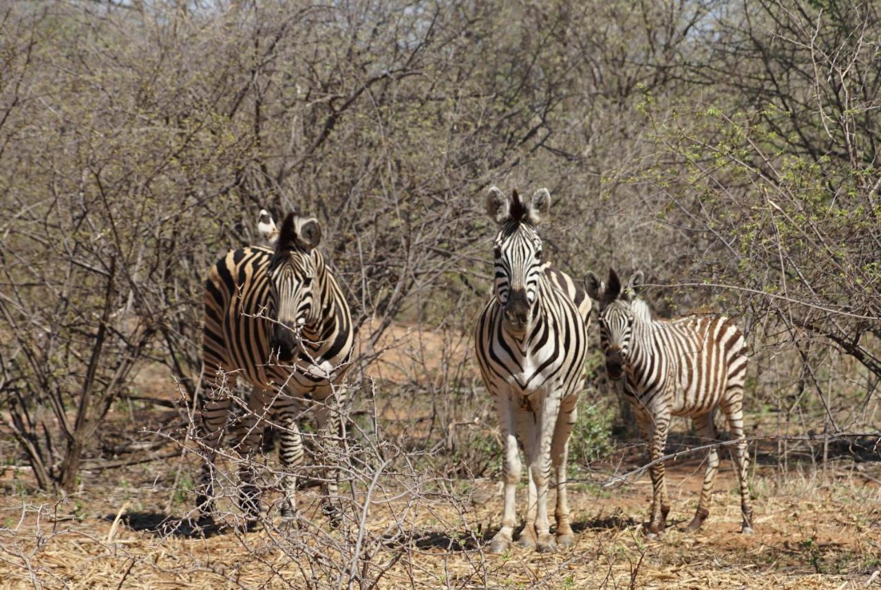 Kwele Game Lodge Beauty Eksteriør bilde