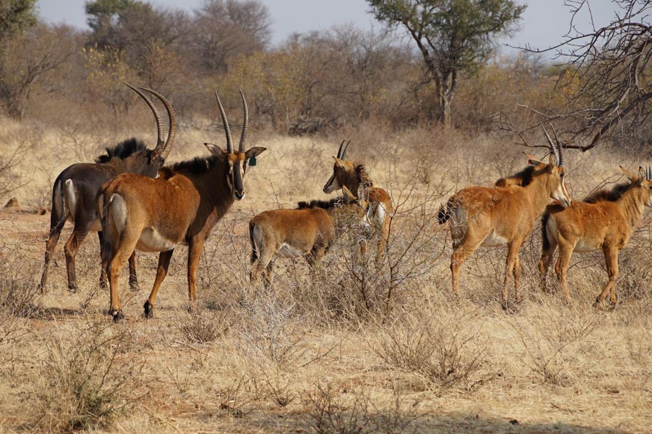 Kwele Game Lodge Beauty Eksteriør bilde