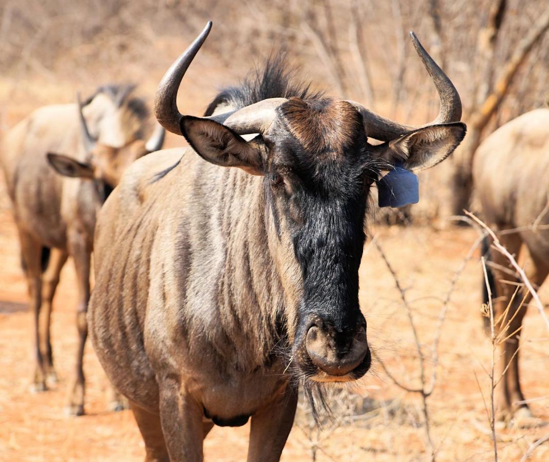 Kwele Game Lodge Beauty Eksteriør bilde